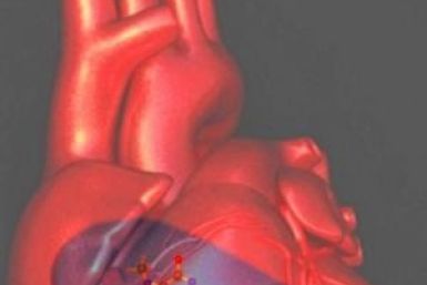 U.S. Scientists IDs Protein that Plays Crucial Role on Sudden Cardiac Arrests