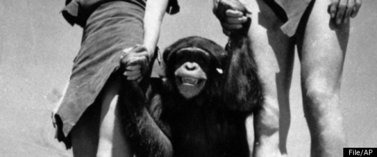 Cheetah the Chimp from the 1930 Tarzan Movies Allegedly Died on Christmas Eve at the Age of 80
