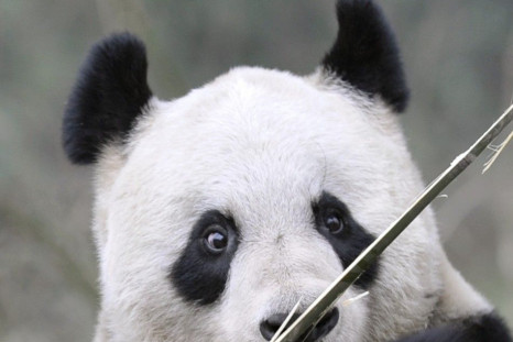 Sweetie the Giant Panda One of BBC's 'Woman of Year'