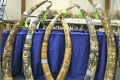 Ivory artifacts seized from an accused smuggler are displayed at a news conference at the John Heinz Natural Wildlife Refuge in Philadelphia, Pennsylvania, July 26, 2011.
