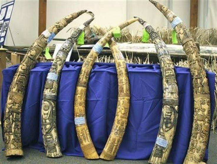 Ivory artifacts seized from an accused smuggler are displayed at a news conference at the John Heinz Natural Wildlife Refuge in Philadelphia, Pennsylvania, July 26, 2011.