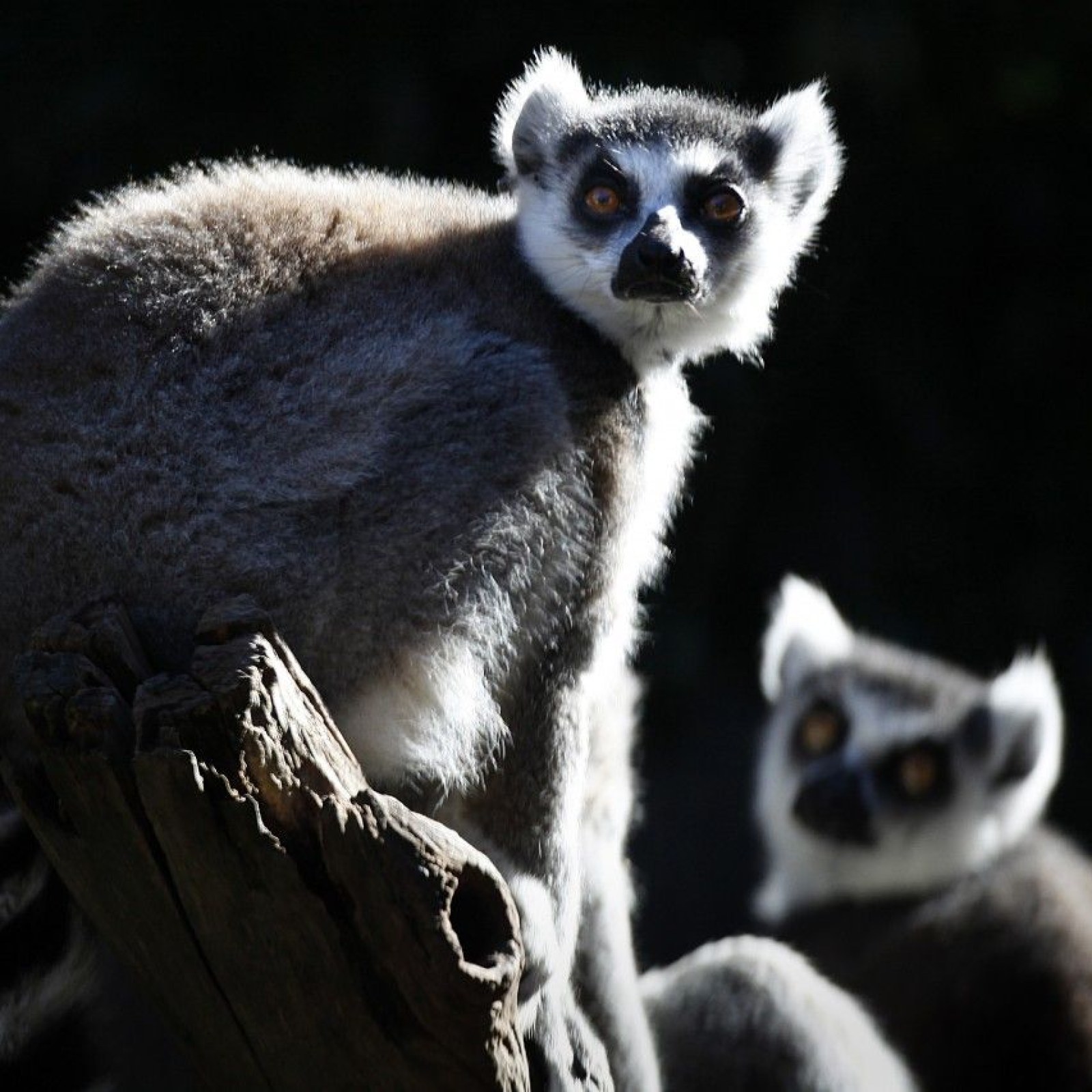 Lemurs Killed, Eaten More in Madagascar as Taboos Fade