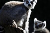 Lemurs are being increasingly hunted and eaten in Madagascar as foreign influences have slowly eroded the culture and taboos that protect the primates.