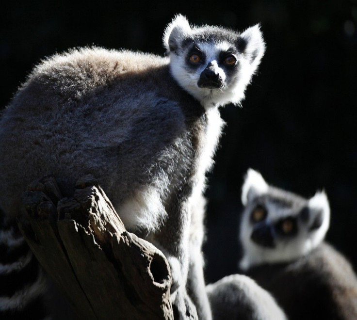 Lemurs are being increasingly hunted and eaten in Madagascar as foreign influences have slowly eroded the culture and taboos that protect the primates.