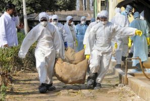 H5N1 bird flu is extremely deadly in people who are directly exposed to it from infected birds. Since the virus was first detected in 1997, about 600 people have contracted it and more than half of them have died.