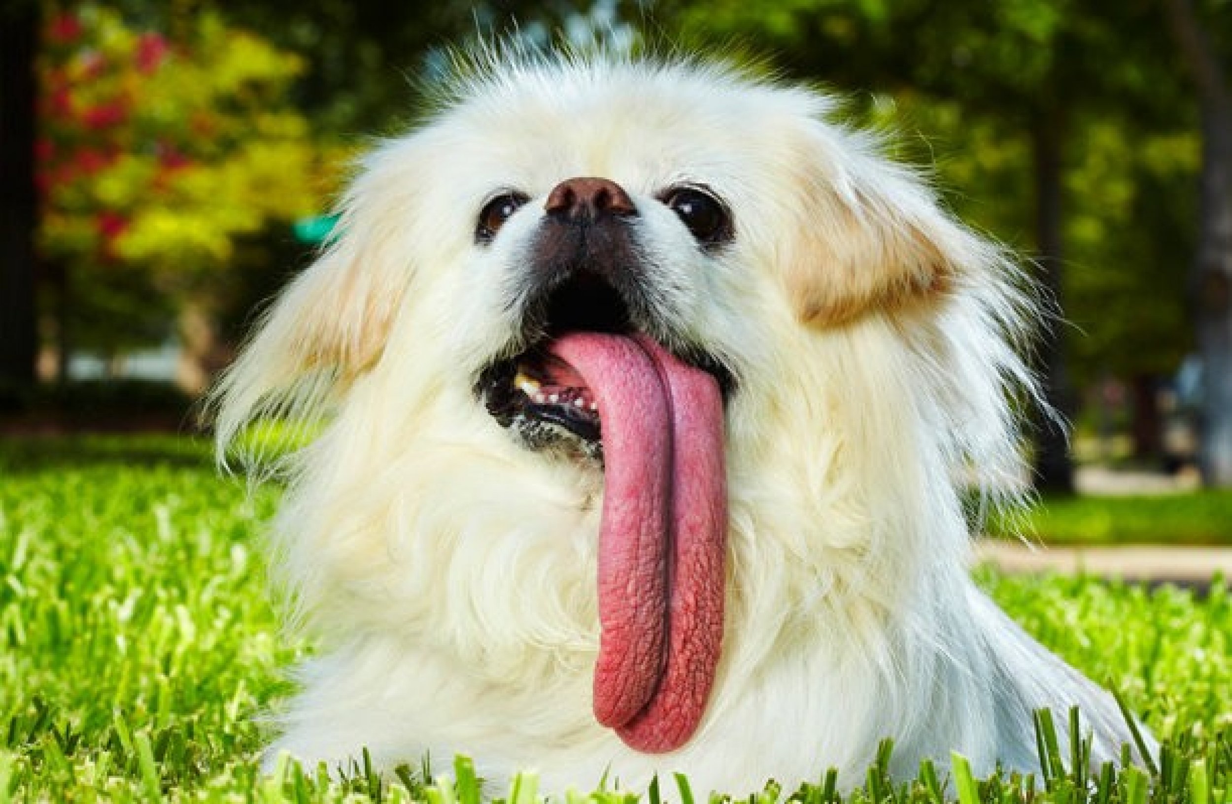 Свесив набок длинный розовый язык. Веселая собака. Собака с языком. Пес с высунутым языком. Интересные собаки.