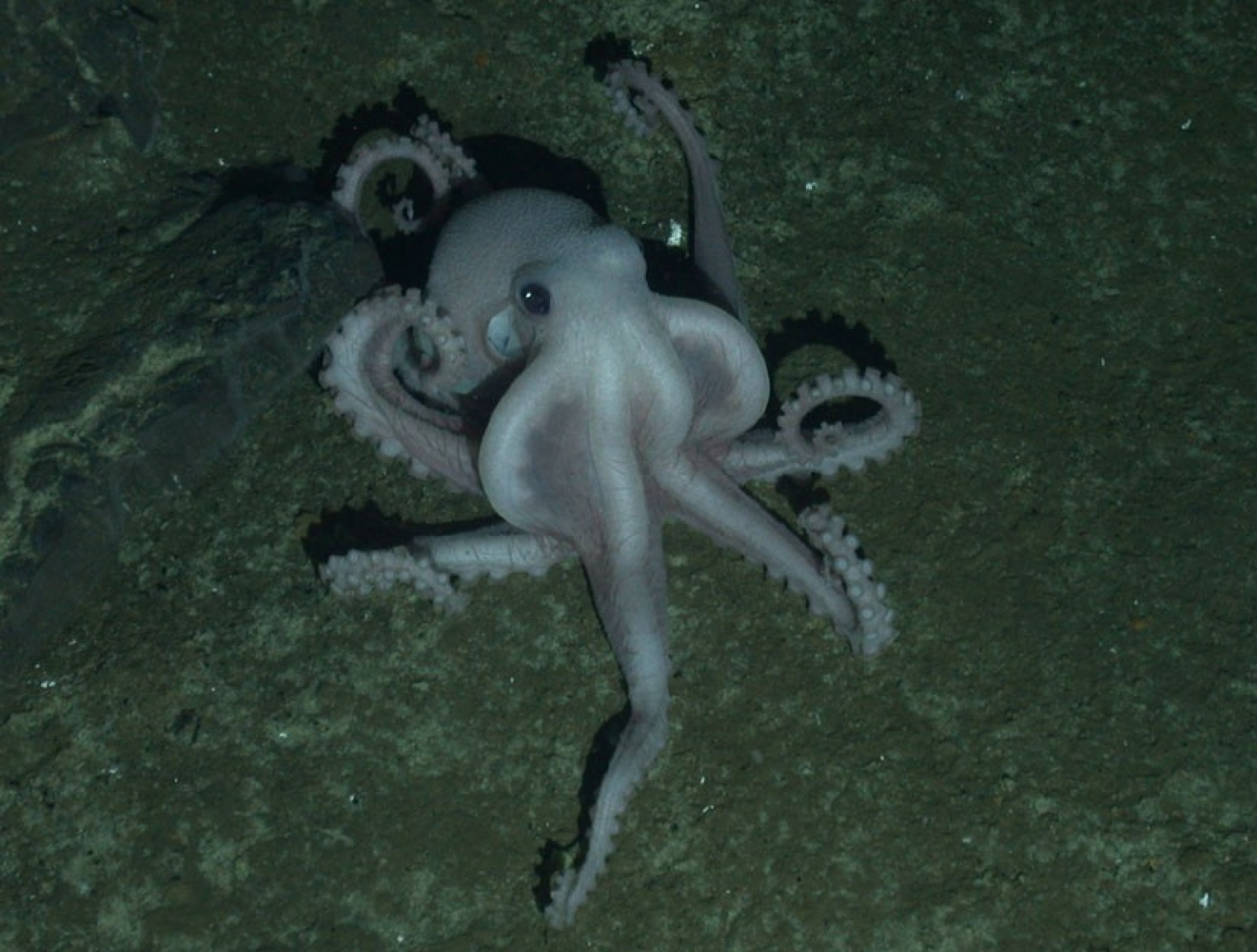 An unidentified pale octopus nearly 2,400 metres down on the seafloor.