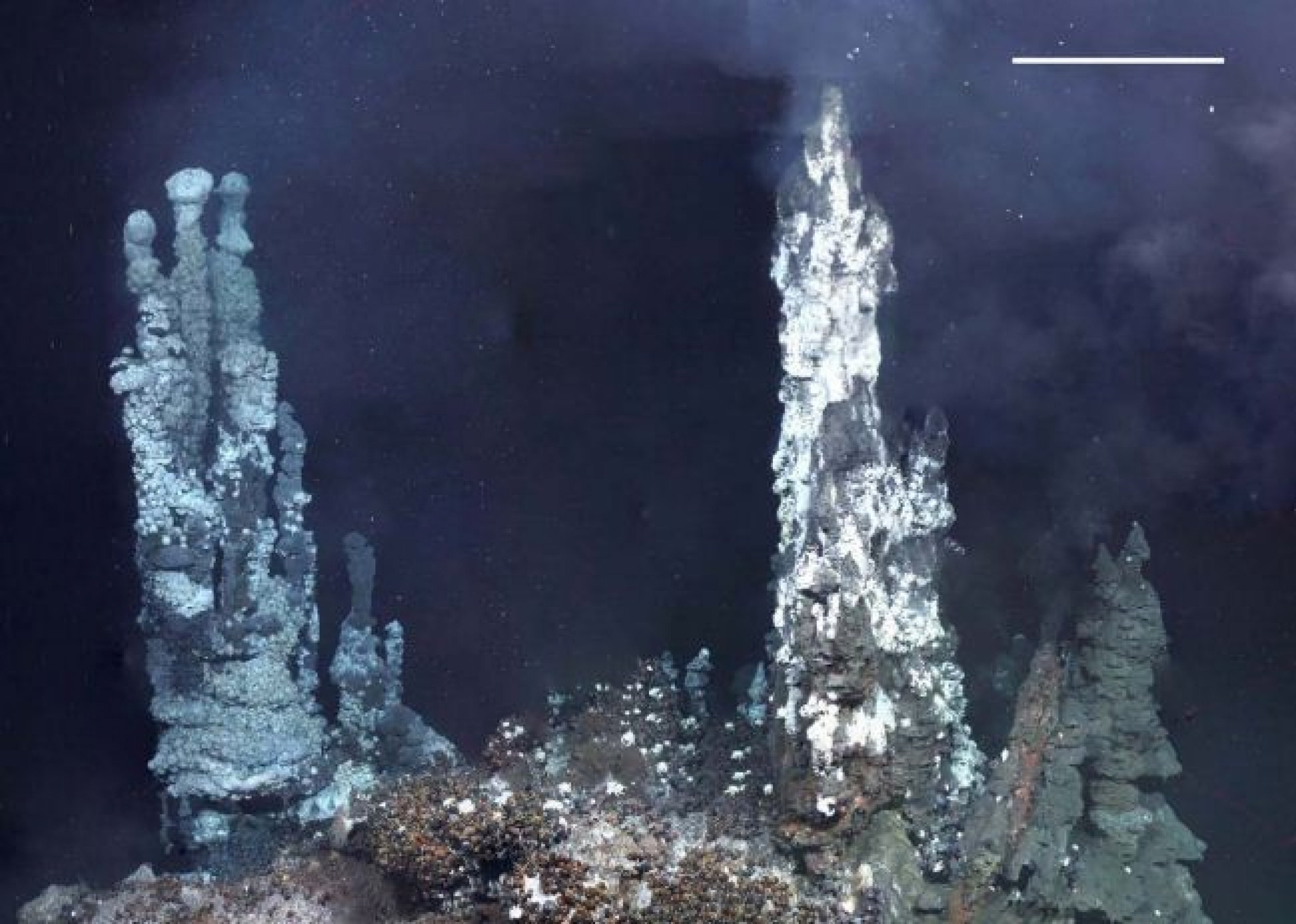 Lost World of Unknown Species Discovered on Dark Antarctic Seafloor