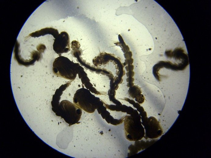 aedes aegypti