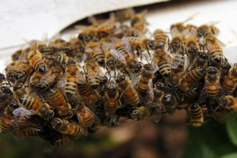 Pesticides Crashes Bee Hives Population