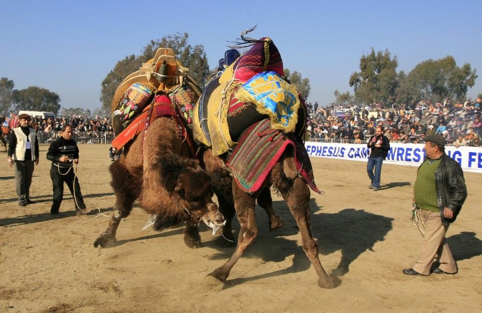 Camel Wrestling