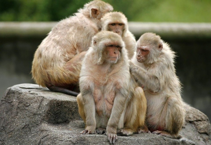 Rhesus Monkeys