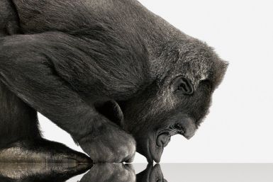 At CES 2012, Corning will introduce the next-generation of its damage-resistant specialty glass for TVs, PCs, smartphones and tablets called Gorilla Glass 2. The new glass is said to be thinner than Gorilla Glass but maintain its predecessor's ultra-stren