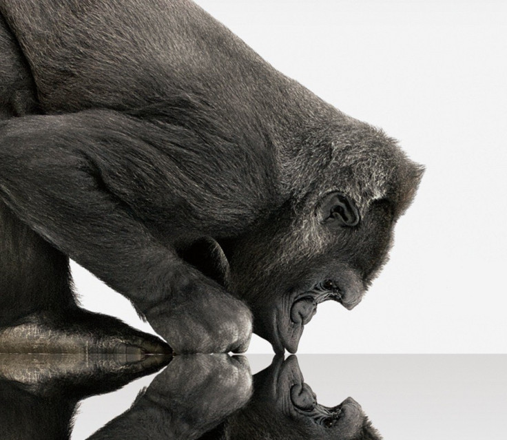 At CES 2012, Corning will introduce the next-generation of its damage-resistant specialty glass for TVs, PCs, smartphones and tablets called Gorilla Glass 2. The new glass is said to be thinner than Gorilla Glass but maintain its predecessor's ultra-stren