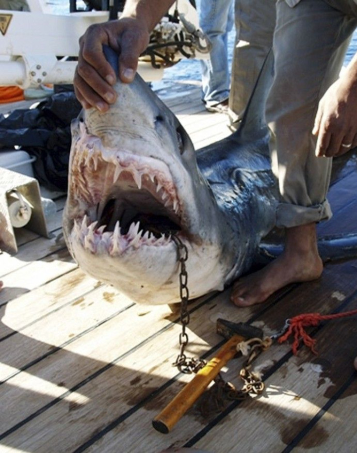 Shark kills German tourist in Egypt