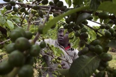 A farmer attends to her coffee bushes at a family plantation in Kiambu district, 