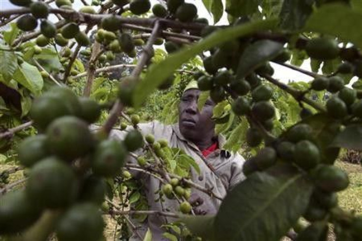 A farmer attends to her coffee bushes at a family plantation in Kiambu district, 