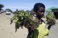 A boy sells khat, a mild stimulant whose leaves are chewed by many Somali men, outside Somalia&#039;s capital Mogadishu