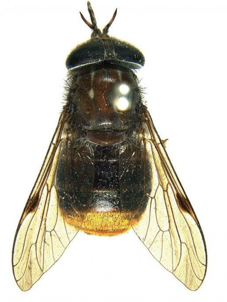Scaptia (Plinthina) beyoncea