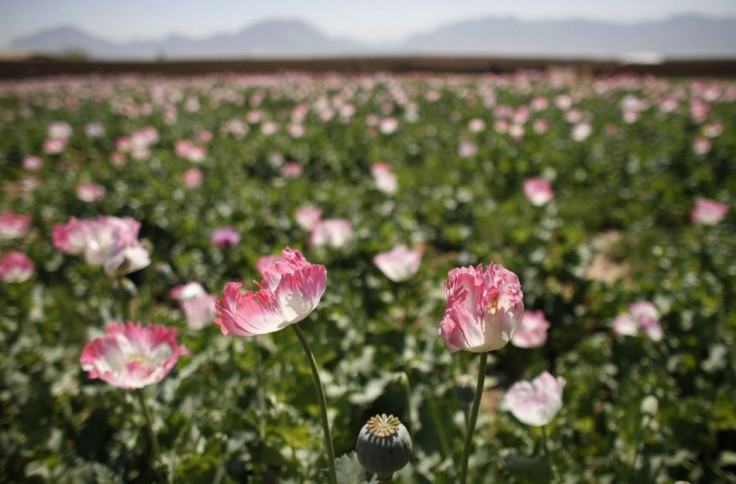 A large field of poppies grows on the outskirts of Jelawar village in the Arghandab Valley north of Kandahar