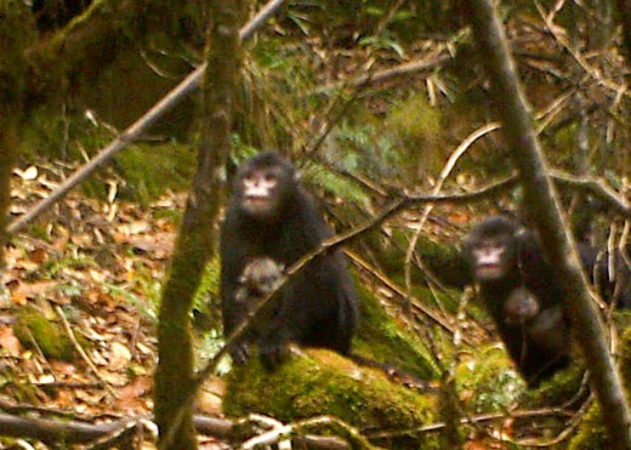 First Images of Rare Snub-Nosed Monkey Captured in Myanmar