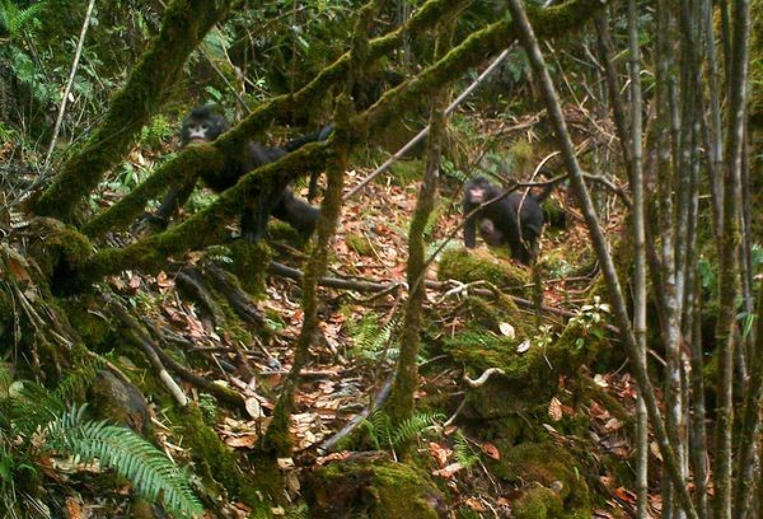 First Images of Rare Snub-Nosed Monkey Captured in Myanmar