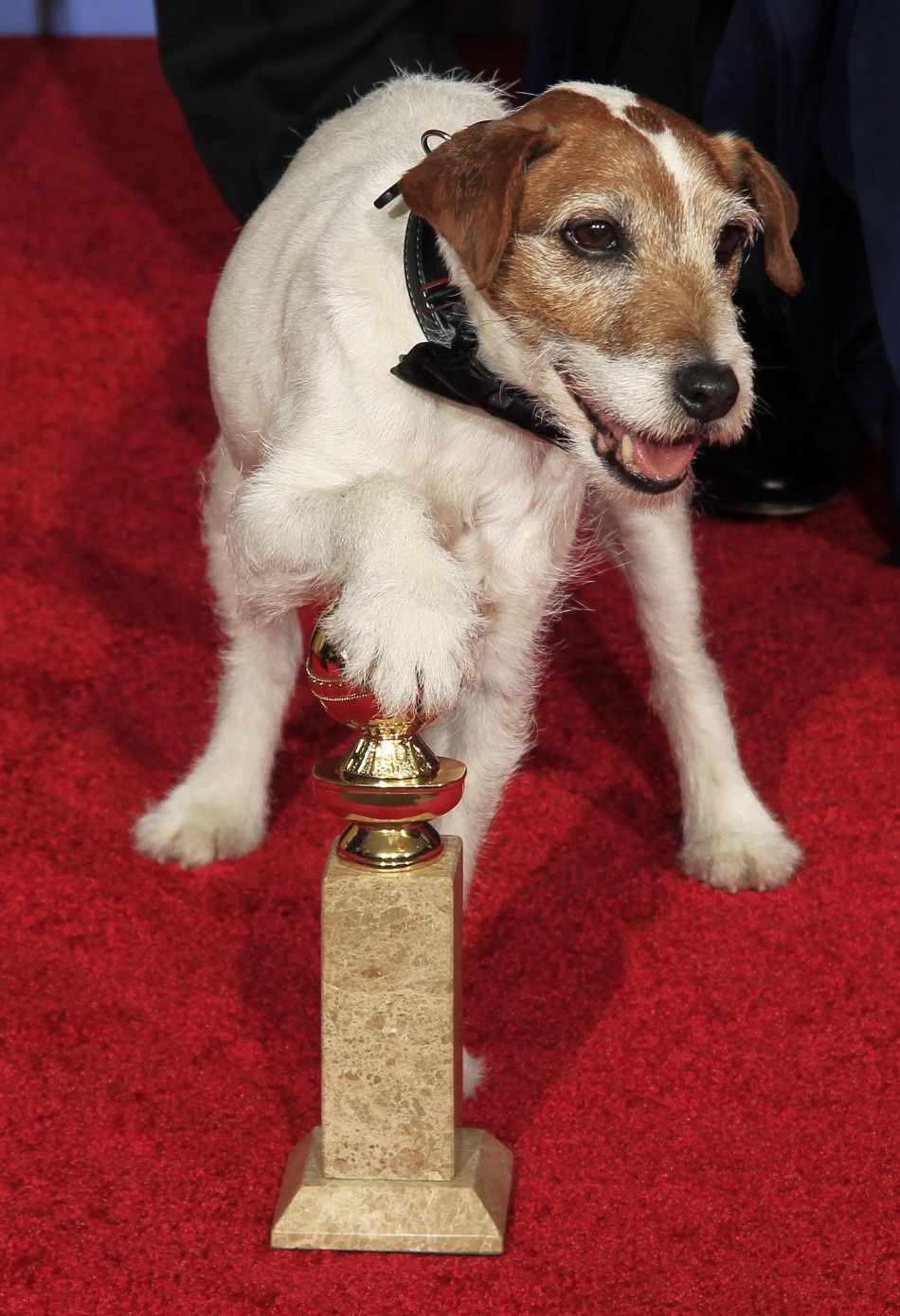 Golden Globe Award 2012 Dog Star Uggie