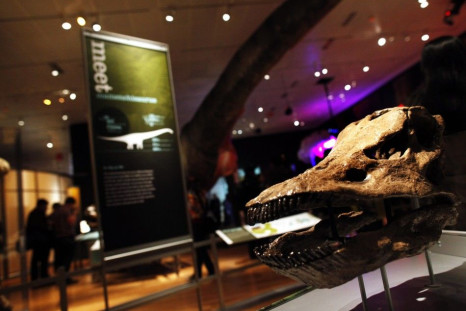 Skull of a 13-ton Diplodocus sauropod is seen at &quot;The World&#039;s Largest Dinosaurs&quot; exhibit at American Museum of Natural History in New York