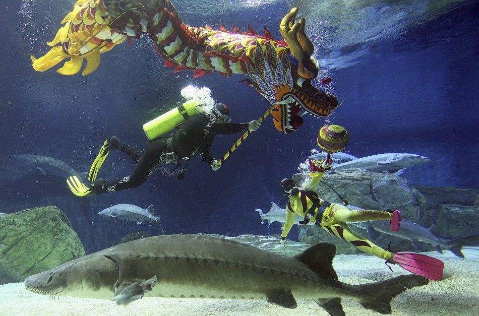 Divers perform a dragon dance during an event to celebrate the Chinese Lunar New Year at an aquarium in Beijing