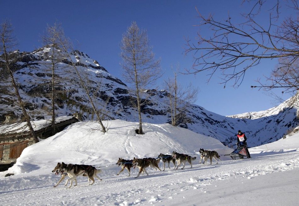 11-Day La Grande Odyssee Sled Dogs Race Across French Alps, Enthrall ...