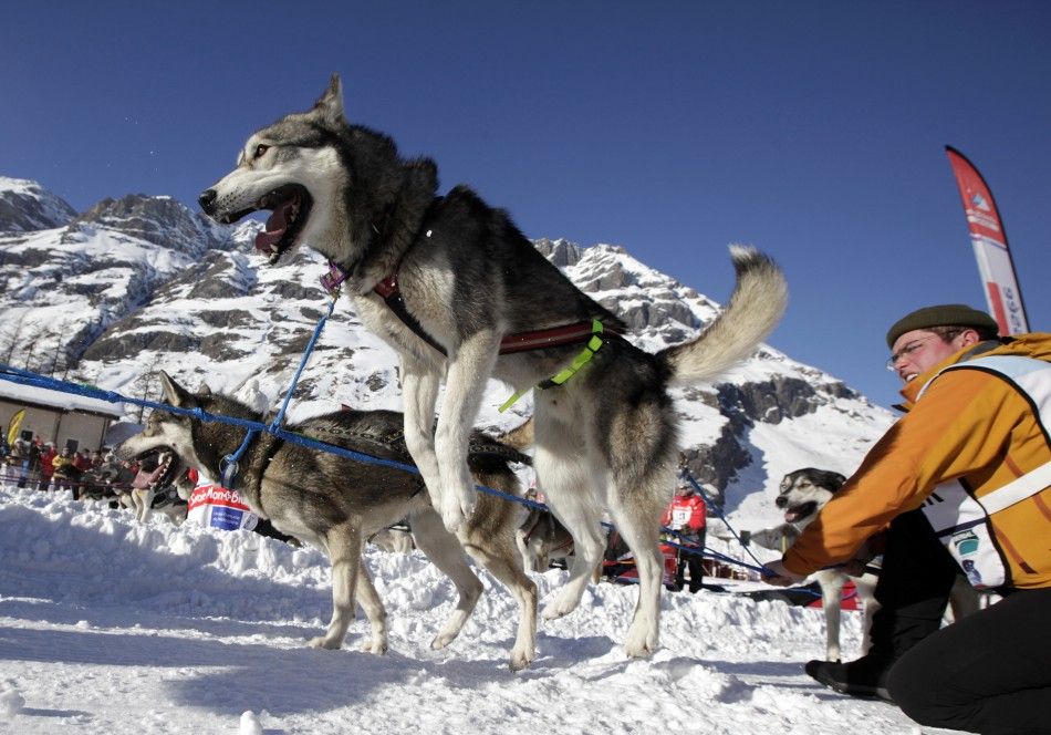 La Grande Odyssee Sled Dogs Race