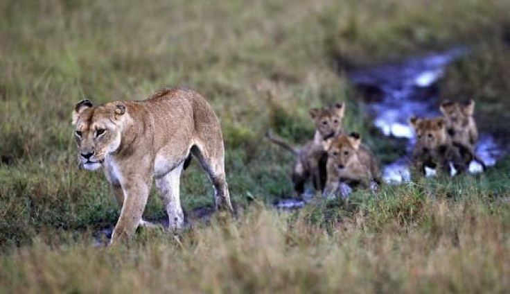 Lioness Africa 2012 2