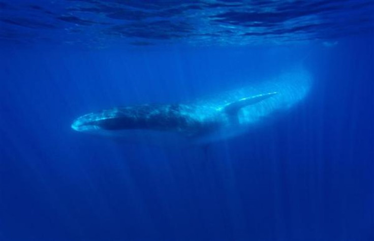 Whale 