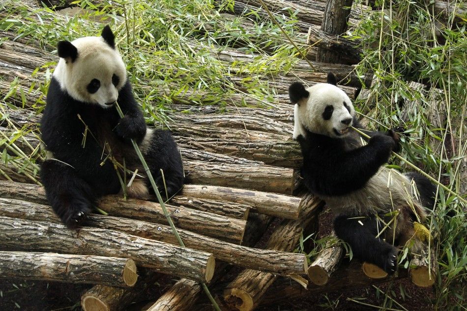 Pandas from China Frolic Around New Home in France