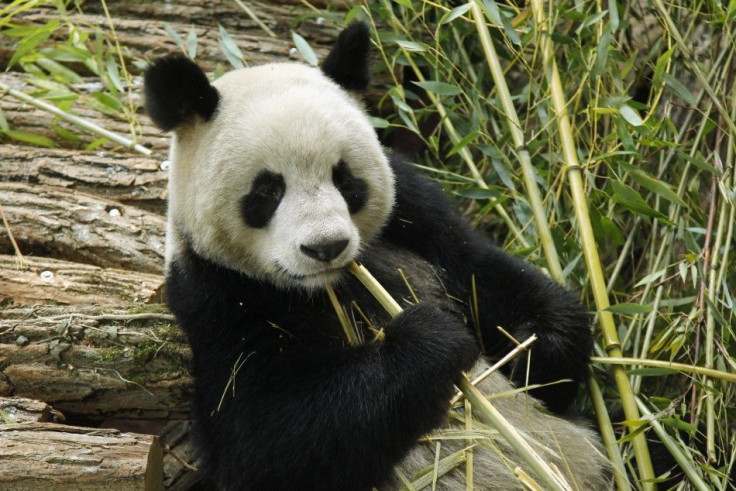 Pandas from China Frolic Around New Home in France