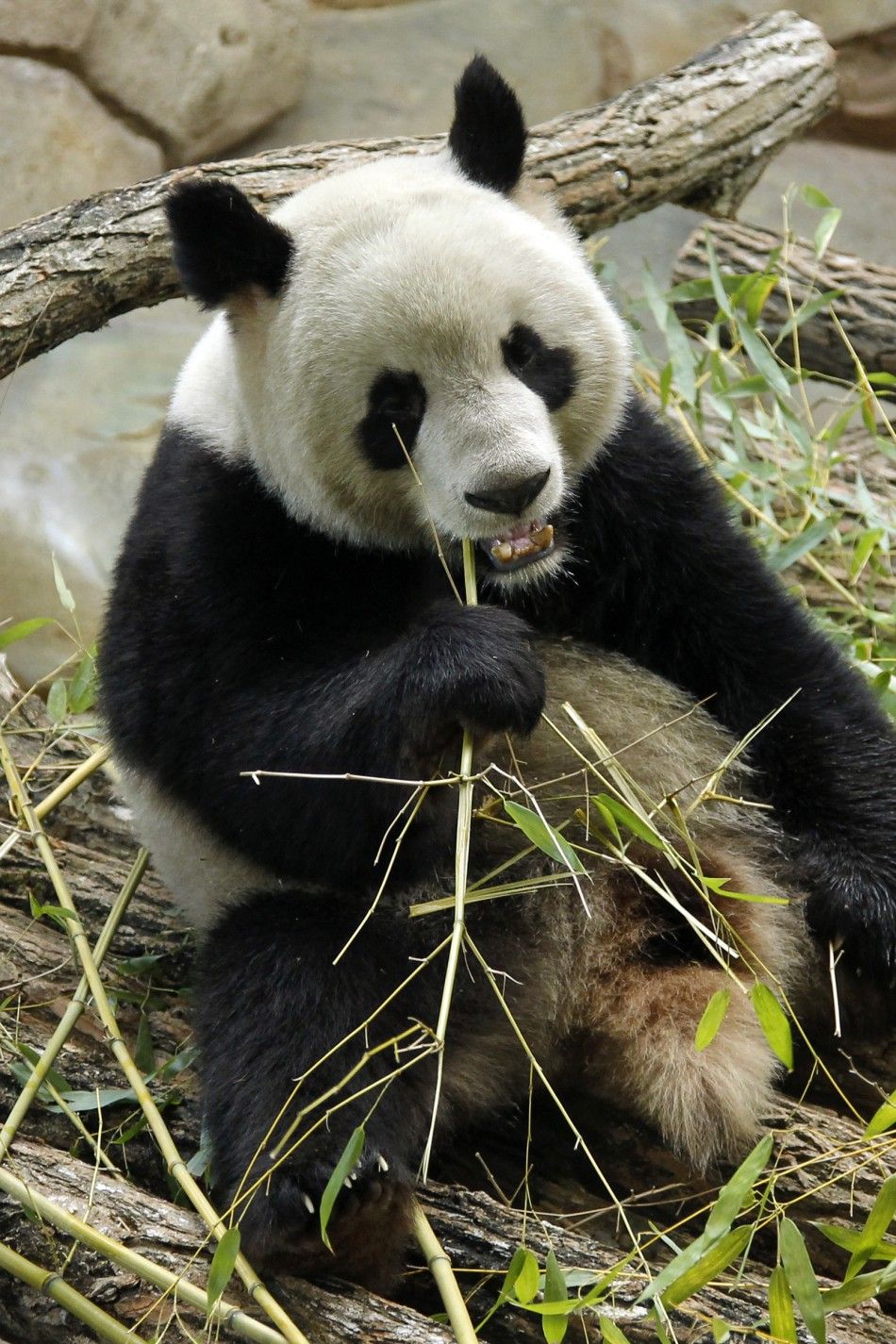 Edinburgh Zoo Pandas