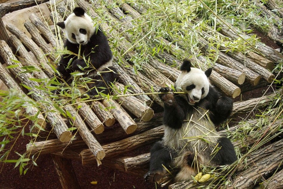 Pandas from China Frolic Around New Home in France