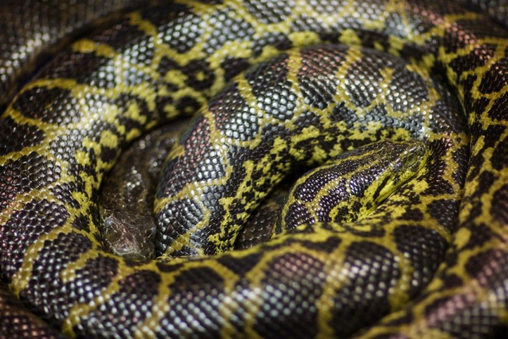Yellow anaconda banned from Everglades