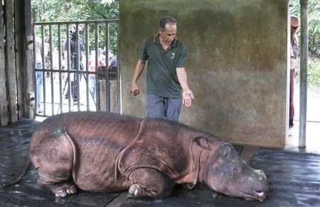A veterinarian attends to Puntung, a newly captured female Sumatran rhinoceros in Lahad Datu, in Malaysia's state of Sabah on Borneo island in this January 12, 2012 file picture.