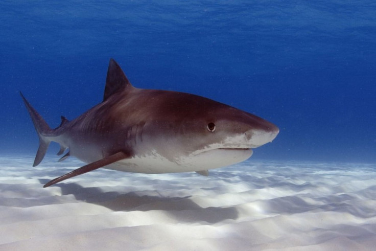Australian Shark Attack: Victim Survived by Punching Shark