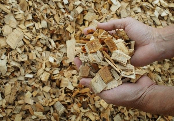 Manager of IT and HR Dan Bird holds wood chips that will be made into paper pulp at the Old Town Fuel and Fiber mill in Old Town, Maine, June 2, 2009.