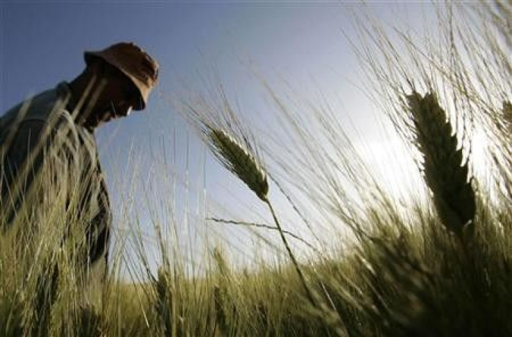 A farmer inspects a wheat field at a farm