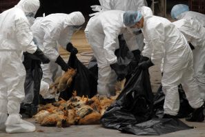 Health workers pack dead chicken at a wholesale poultry market in Hong Kong December 21, 2011.