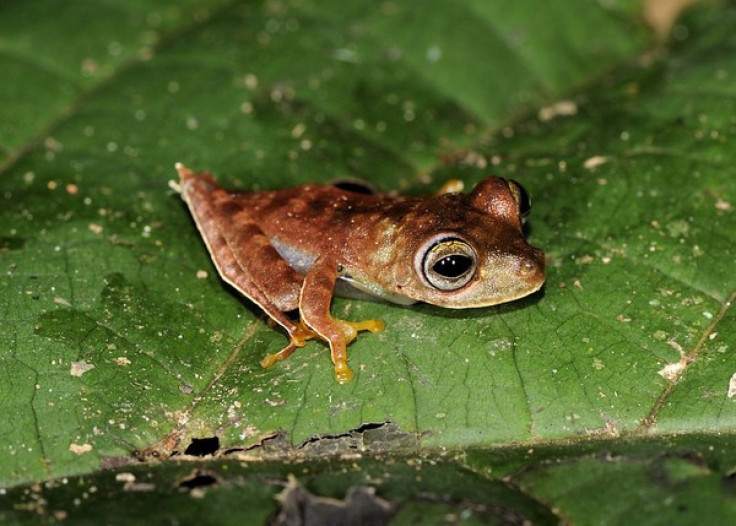 “An Armored Catfish, a ‘Cowboy Frog’, and a Rainbow of Colorful Critters discovered in Southwest Suriname