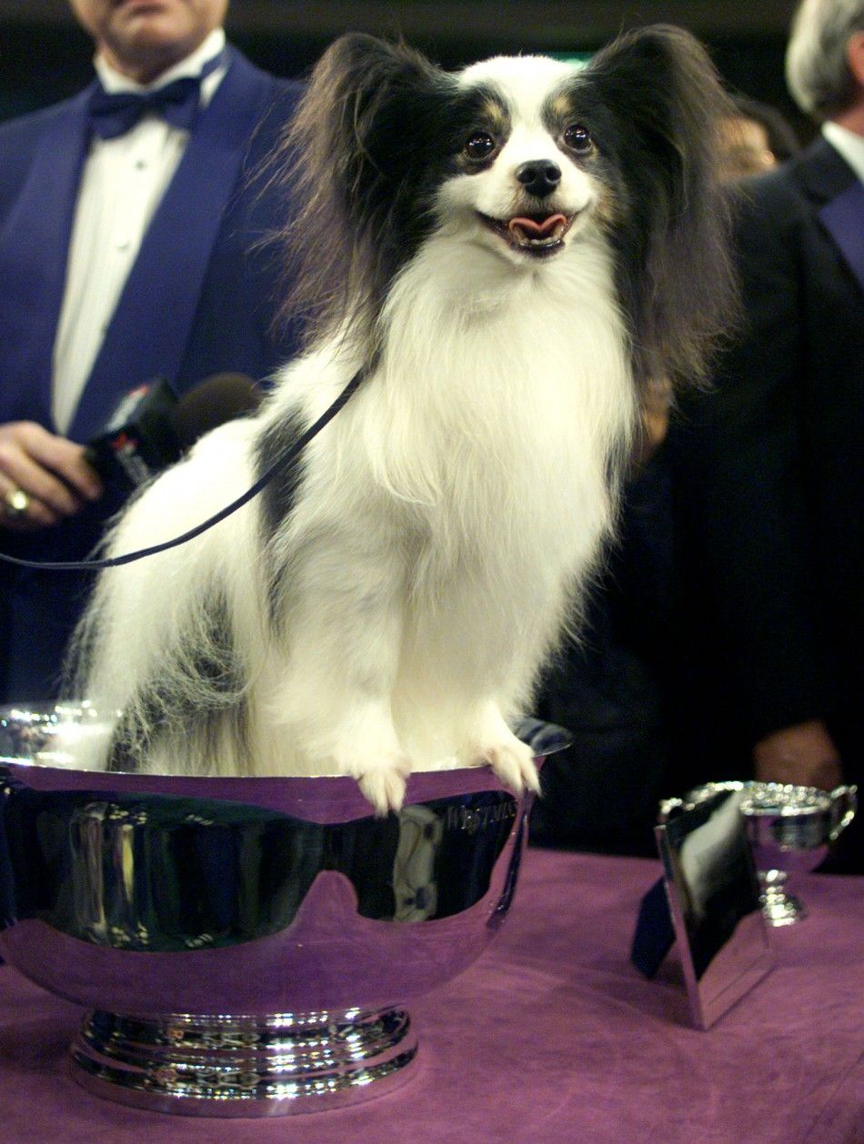 Westminster Dog Show 2012: Live Stream Video, Schedule of Events