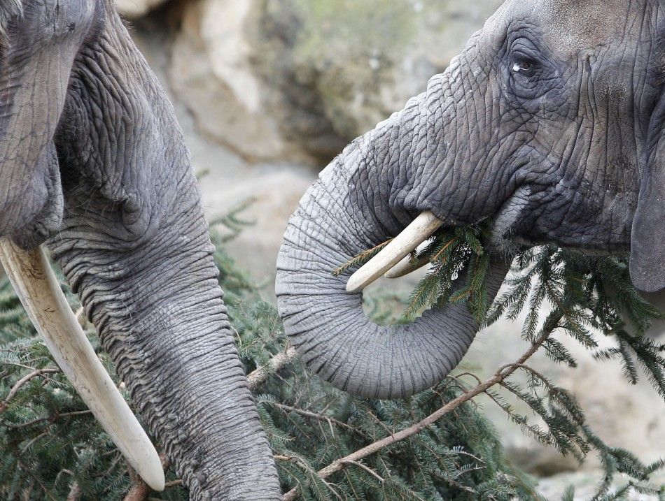 Eating Elephant Meat in Thailand Threatens Extinction | IBTimes