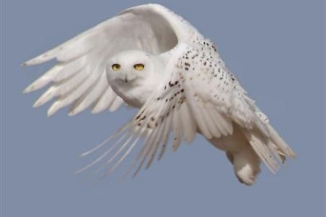 A snowy white owl takes flight in this undated handout photo courtesy of U.S. Fish & Wildlife Service. Bird enthusiasts are reporting rising numbers of snowy owls from the Arctic winging into the lower 48 states this winter in a mass southern migration th