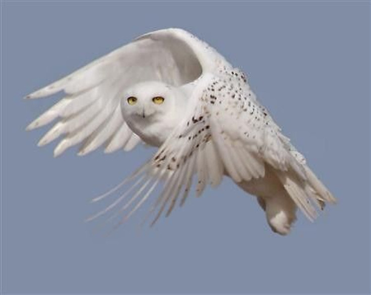 A snowy white owl takes flight in this undated handout photo courtesy of U.S. Fish & Wildlife Service. Bird enthusiasts are reporting rising numbers of snowy owls from the Arctic winging into the lower 48 states this winter in a mass southern migration th