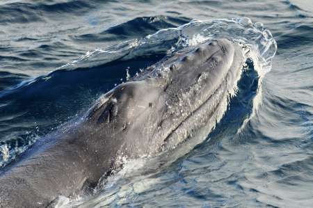 Extinct Whale Found: Pygmy Whales Thought To Be 'Living Fossil' Of Long