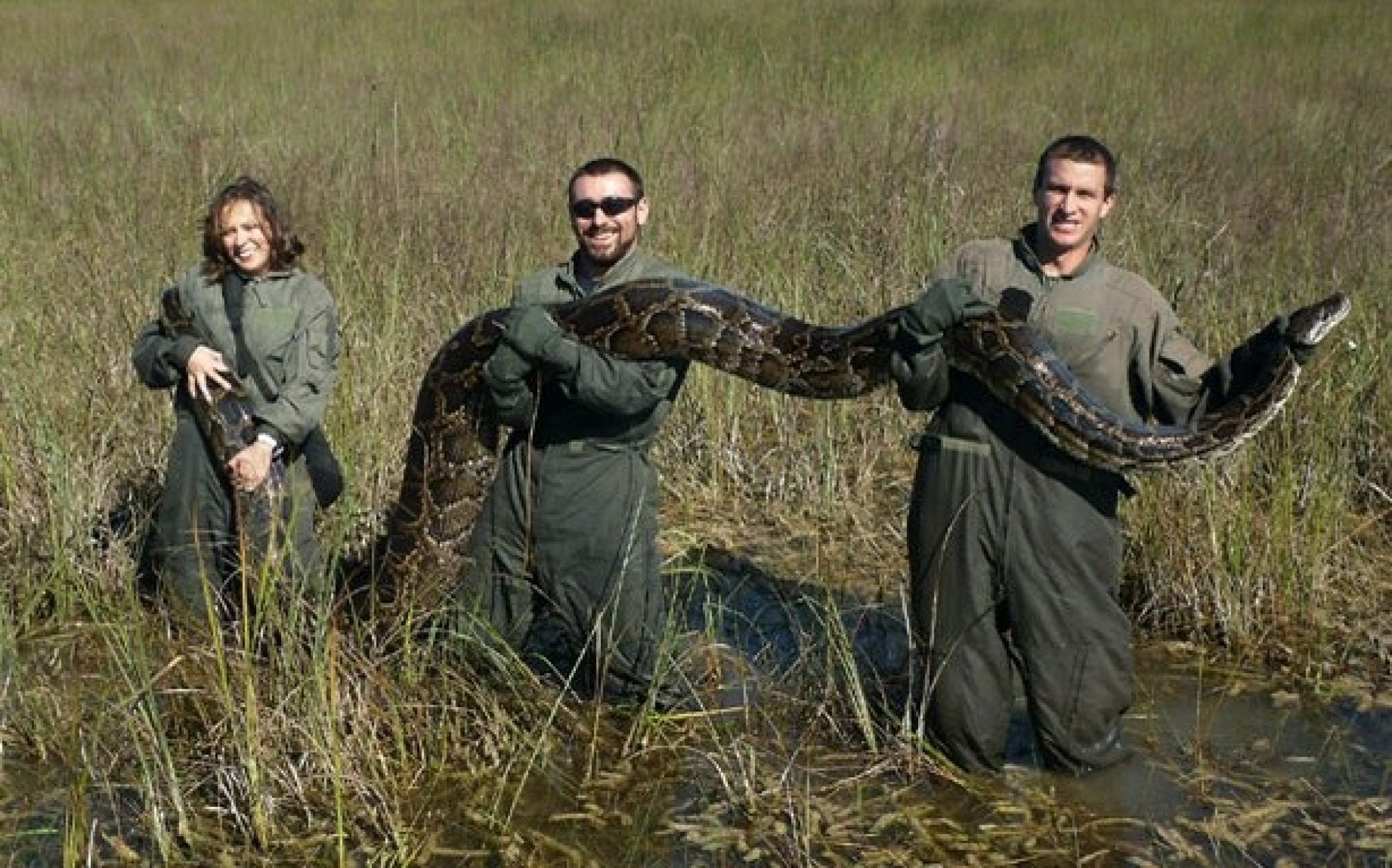 burmese-python-and-other-invasive-species-wrecking-the-ecosystem